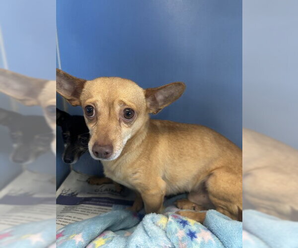 Medium Photo #1 Chihuahua Puppy For Sale in San Bernardino, CA, USA
