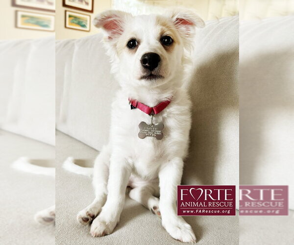 Medium Photo #11 American Eskimo Dog-Colonial Cocker Spaniel Mix Puppy For Sale in Marina del Rey, CA, USA