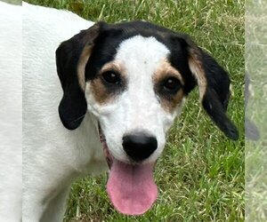 Treeing Walker Coonhound-Unknown Mix Dogs for adoption in Yardley, PA, USA
