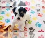 Small #11 Havanese