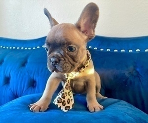 French Bulldog Puppy for sale in DALLAS, TX, USA