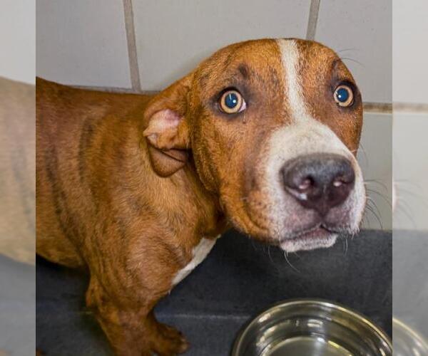 Medium Photo #1 American Pit Bull Terrier-Unknown Mix Puppy For Sale in San Antonio, TX, USA