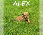 Image preview for Ad Listing. Nickname: Alex