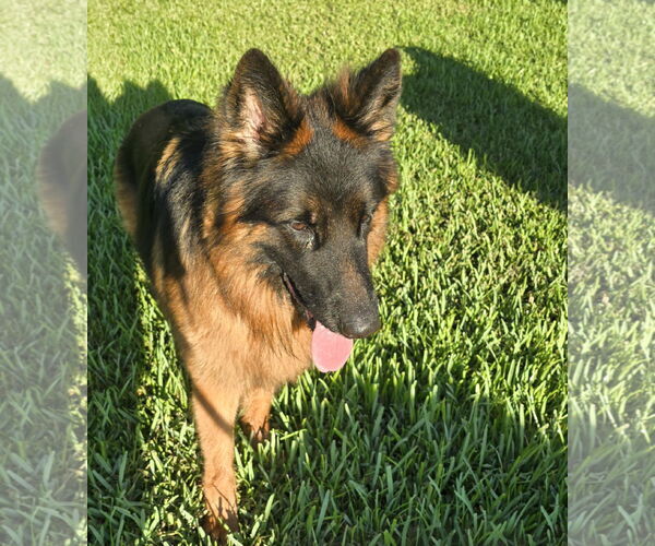 Medium Photo #5 German Shepherd Dog Puppy For Sale in Plantation, FL, USA