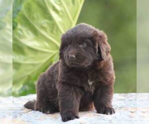 Newfoundland Puppy for sale in GREENCASTLE, PA, USA