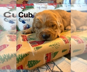 Golden Retriever Puppy for Sale in MARSHFIELD, Missouri USA