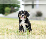 Small Photo #6 Miniature Australian Shepherd Puppy For Sale in WARSAW, IN, USA