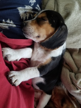 Medium Photo #6 Beagle Puppy For Sale in CENTRALIA, WA, USA