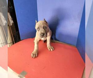 Cane Corso Puppy for sale in LOS ANGELES, CA, USA
