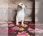 Small #7 Labrador Retriever