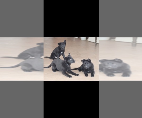 Medium Photo #4 German Shepherd Dog Puppy For Sale in DECATUR, IN, USA