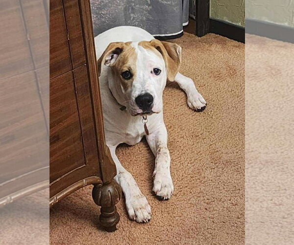 Medium Photo #2 Boxer-Unknown Mix Puppy For Sale in Hinton, WV, USA