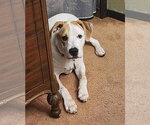 Small #1 Boxer Mix