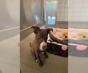 Siberian Husky-Unknown Mix Dogs for adoption in San Martin, CA, USA