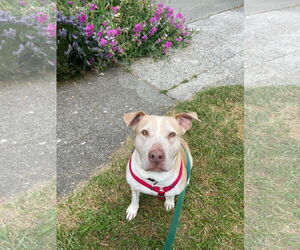Gracie - Female Labrador Retriever-Staffordshire Bull Terrier Mix Dog for Adoption - Photo #8