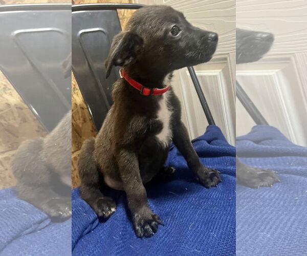 Medium Photo #6 Labrador Retriever-Unknown Mix Puppy For Sale in Holly Springs, NC, USA