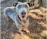 GOOBER - Male Labrador Retriever-Unknown Mix Dog for Adoption - Small photo