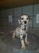 Small Photo #24 Dalmatian Puppy For Sale in DELANO, CA, USA