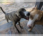 Small #5 Labrador Retriever Mix