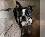 Small #3 Boston Terrier