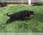 Small Photo #22 Rottweiler Puppy For Sale in OAK GLEN, CA, USA