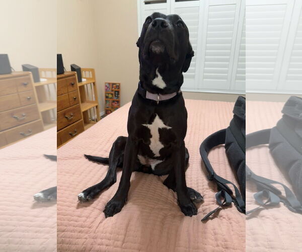 Medium Photo #3 American Pit Bull Terrier-Unknown Mix Puppy For Sale in Chandler, AZ, USA