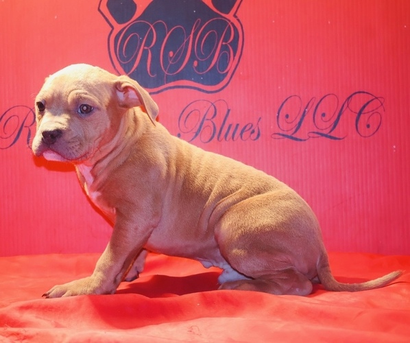 Medium Photo #4 American Bully Puppy For Sale in TRENTON, NJ, USA
