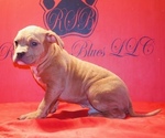 Small #3 American Bully