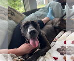 Small #7 American Pit Bull Terrier Mix