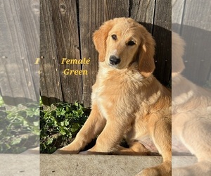 Goldendoodle Puppy for Sale in SACRAMENTO, California USA