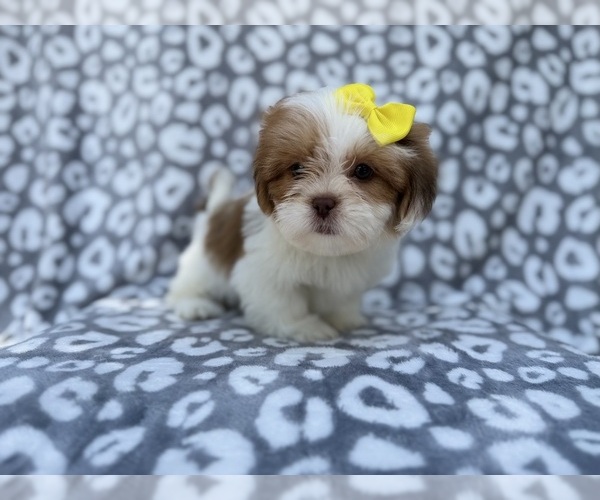 Medium Photo #9 Lhasa Apso Puppy For Sale in LAKELAND, FL, USA