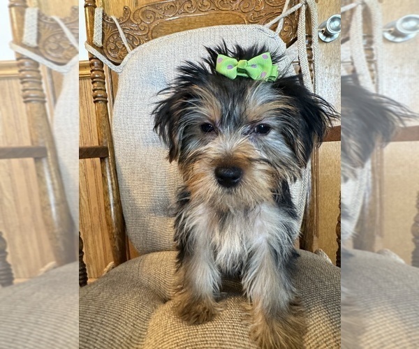 Medium Photo #7 Yorkshire Terrier Puppy For Sale in LANCASTER, MO, USA