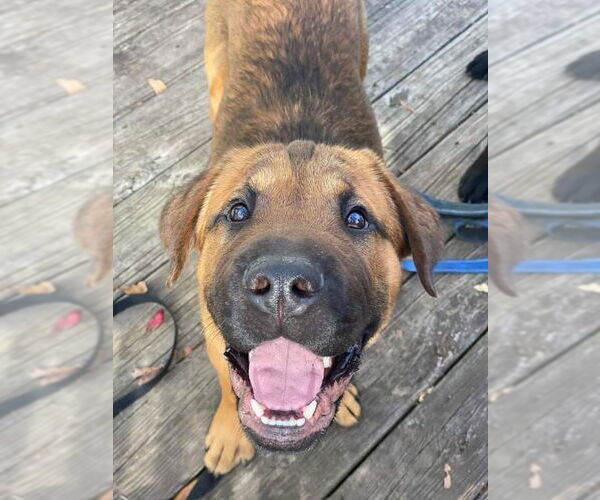 Medium Photo #2 Mastiff Puppy For Sale in Chester, NJ, USA