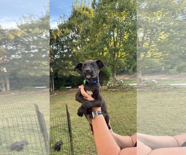 Medium Photo #5 Labrador Retriever-Unknown Mix Puppy For Sale in Holly Springs, NC, USA