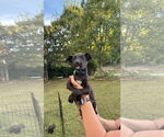 Small #4 Labrador Retriever Mix