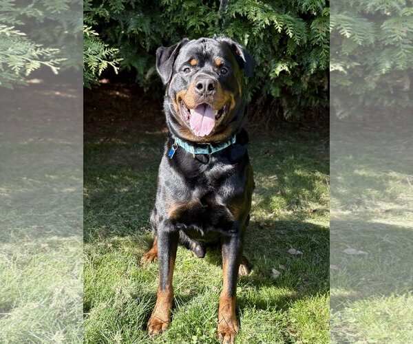 Medium Photo #2 Rottweiler Puppy For Sale in Spring Lake, NJ, USA