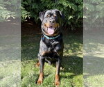 Small #1 Rottweiler