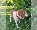 Small Photo #13 Beagle Puppy For Sale in Dunnellon, FL, USA
