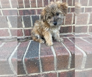 Yo-Chon Puppy for sale in HAMPTON, VA, USA