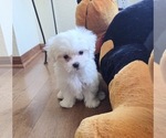 Small Photo #3 Maltese Puppy For Sale in SANTA CLARITA, CA, USA