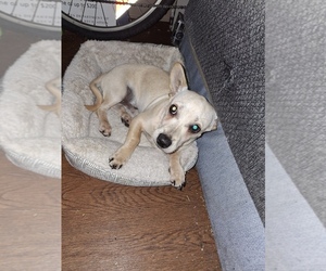 Foxy Rat Terrier Puppy for sale in BOSTON, MA, USA
