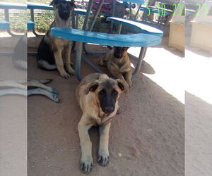 Basil - of Belgian Malinois family - ** - Male German Shepherd Dog-Unknown Mix Dog for Adoption - Photo #9