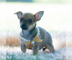 Puppy Jupiter Chihuahua