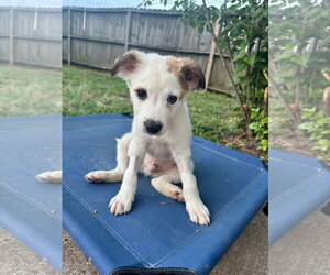 Jack Russell Terrier-Parson Russell Terrier Mix Dogs for adoption in Holly Springs, NC, USA