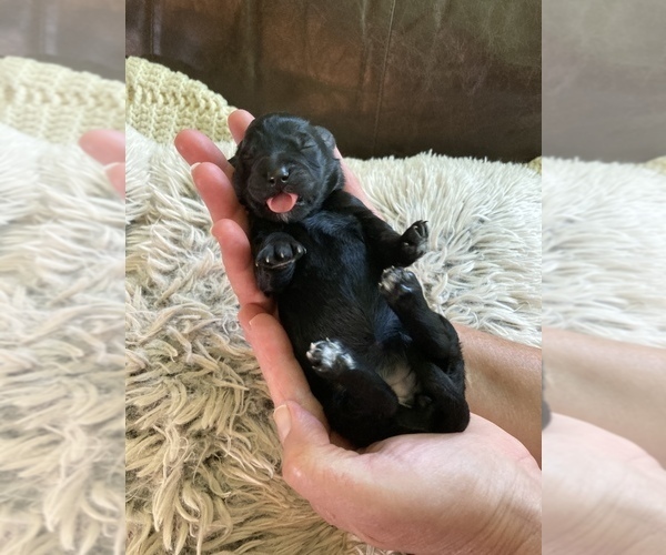 Medium Photo #7 Labradoodle Puppy For Sale in WATERLOO, SC, USA