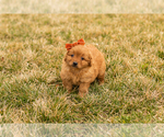 Small Photo #10 Goldendoodle (Miniature) Puppy For Sale in TOPEKA, IN, USA