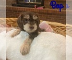 Small Photo #1 Cock-A-Poo-Yorkshire Terrier Mix Puppy For Sale in COLUMBUS, GA, USA