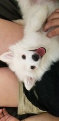Miniature American Eskimo Puppy for sale in VICTORVILLE, CA, USA