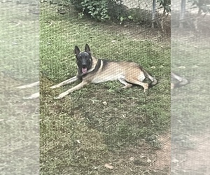 Father of the Belgian Malinois puppies born on 11/07/2021