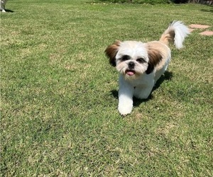 Shih Tzu Puppy for sale in HARRAH, OK, USA